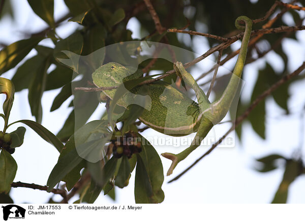 Chamleon / chameleon / JM-17553