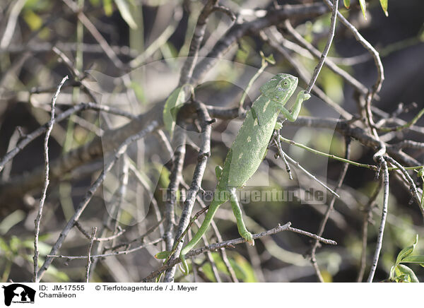 Chamleon / chameleon / JM-17555