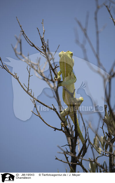 Chamleon / chameleon / JM-19543