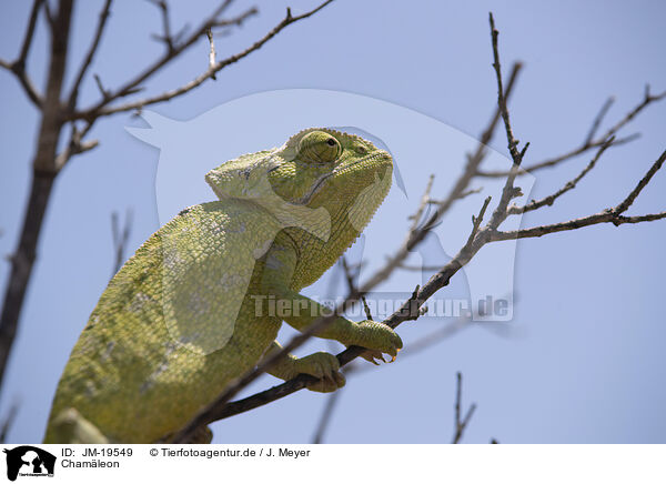 Chamleon / chameleon / JM-19549