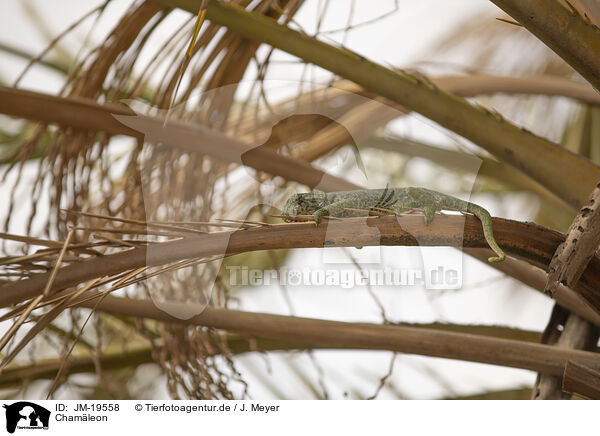 Chamleon / chameleon / JM-19558