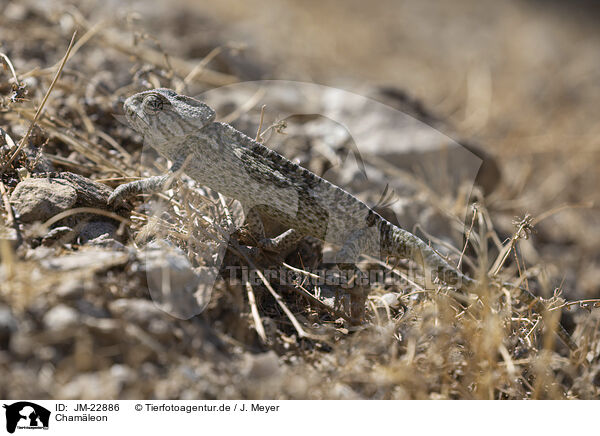 Chamleon / chameleon / JM-22886