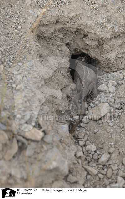 Chamleon / chameleon / JM-22891