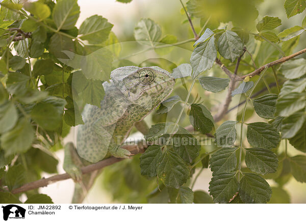 Chamleon / chameleon / JM-22892