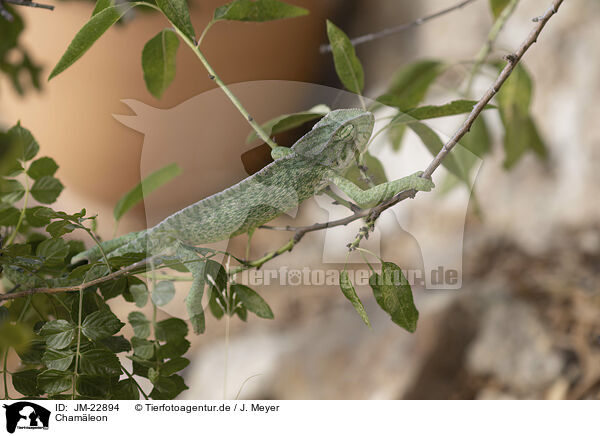 Chamleon / chameleon / JM-22894