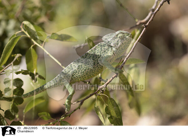 Chamleon / chameleon / JM-22895