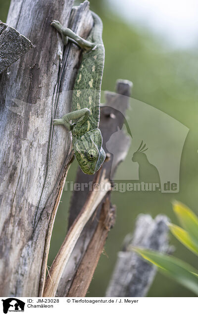 Cham�leon / chameleon / JM-23028