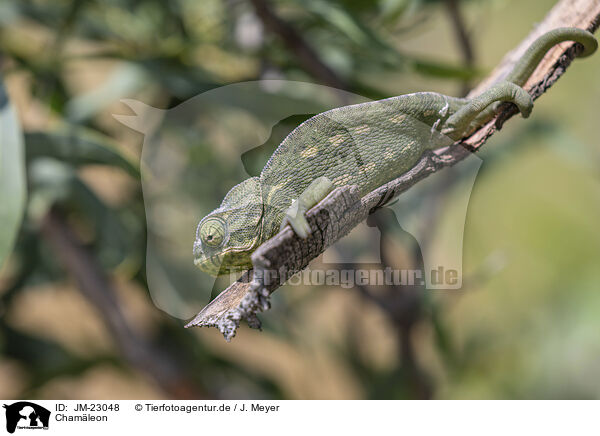 Cham�leon / chameleon / JM-23048