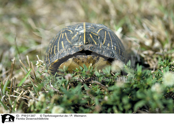 Florida Dosenschildkrte / Florida Box Turtle / PW-01387