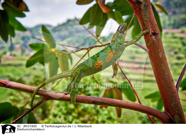 Dreihornchamleon / Jackson's chameleon / JR-01895
