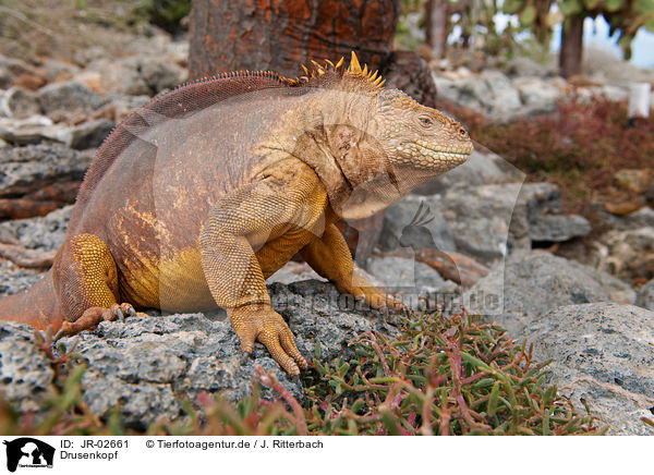 Drusenkopf / Galapagos land iguana / JR-02661