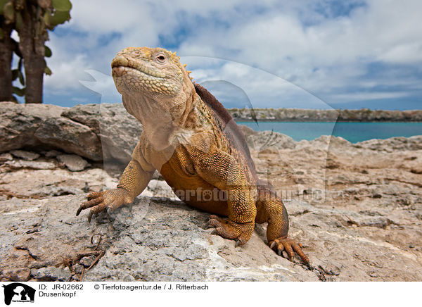 Drusenkopf / Galapagos land iguana / JR-02662