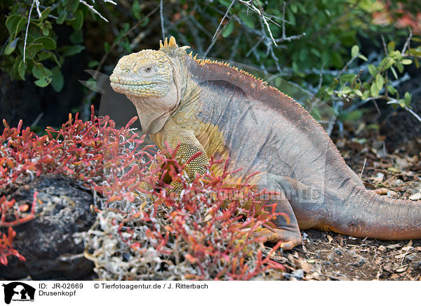 Drusenkopf / Galapagos land iguana / JR-02669