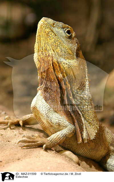 Eidechse / lizard / MAZ-01599