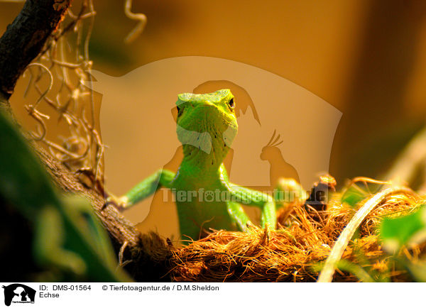 Echse / lizard / DMS-01564
