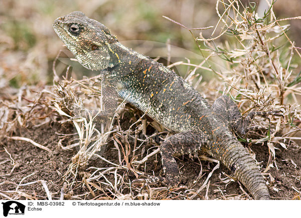 Echse / lizard / MBS-03982