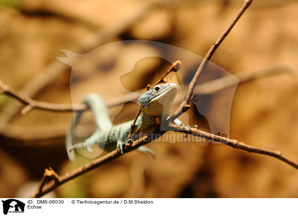 Echse / lizard / DMS-06030