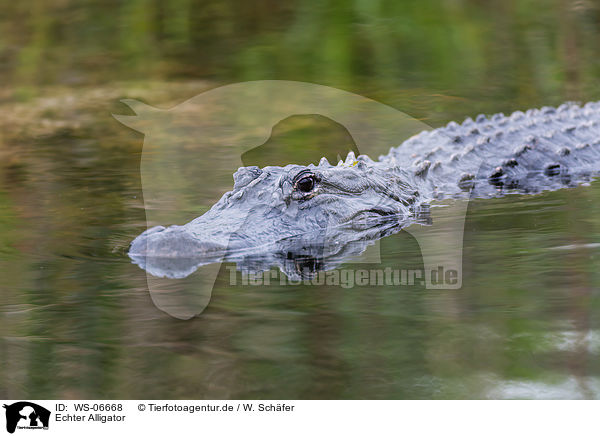 Echter Alligator / WS-06668