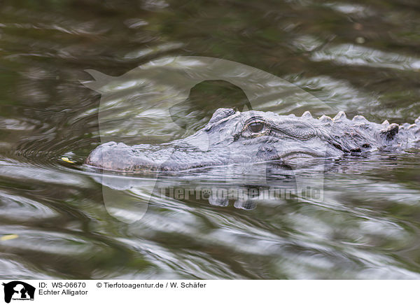 Echter Alligator / alligator / WS-06670