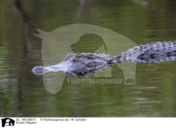 Echter Alligator / WS-06671
