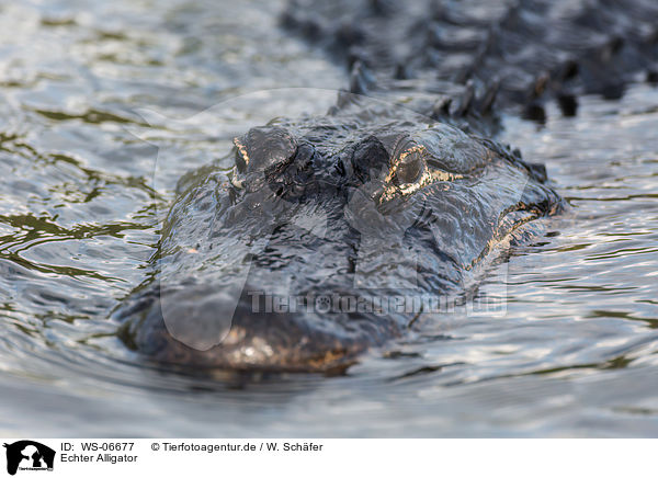 Echter Alligator / WS-06677