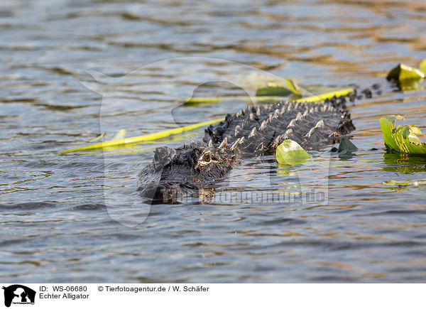 Echter Alligator / WS-06680