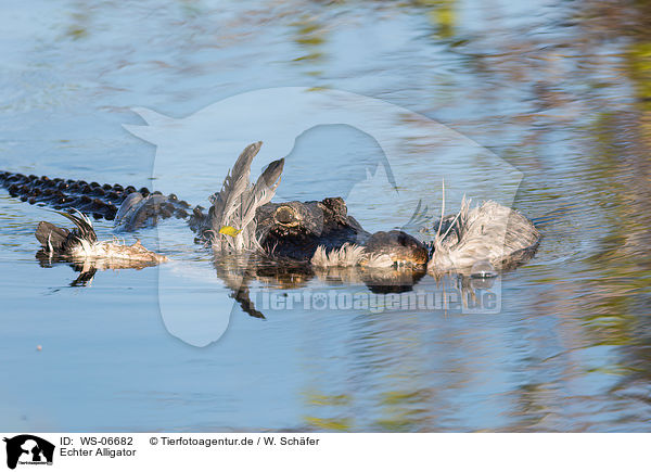 Echter Alligator / WS-06682