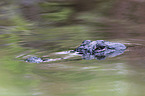 Echter Alligator