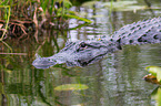 Echter Alligator