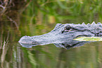 Echter Alligator