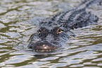 Echter Alligator