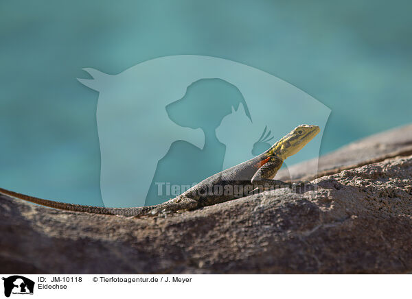 Eidechse / lizard / JM-10118