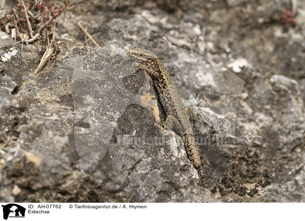 Eidechse / Lizard / AH-07762