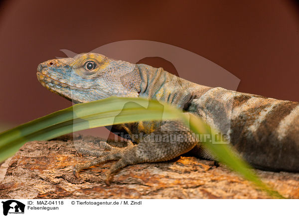 Felsenleguan / rock lizard / MAZ-04118