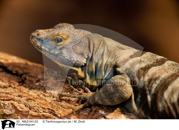 Felsenleguan / rock lizard / MAZ-04120