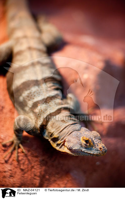 Felsenleguan / rock lizard / MAZ-04121