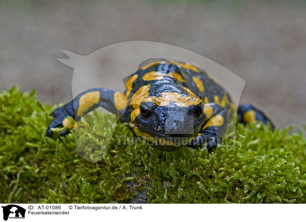 Feuersalamander / fire salamander / AT-01086