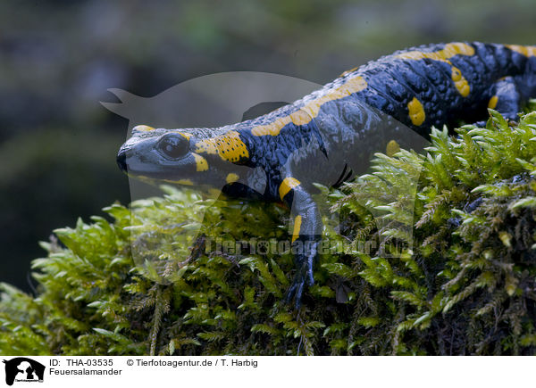 Feuersalamander / fire salamander / THA-03535