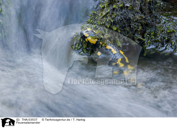 Feuersalamander / fire salamander / THA-03537