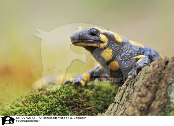 Feuersalamander / fire salamander / DV-02772