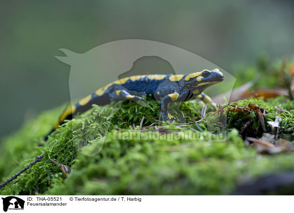 Feuersalamander / fire salamander / THA-05521