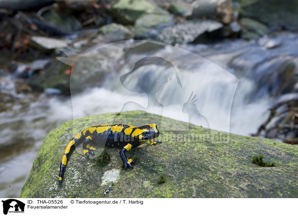 Feuersalamander / fire salamander / THA-05526