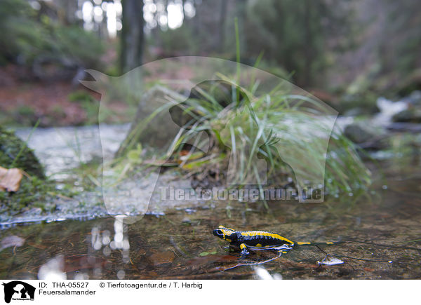 Feuersalamander / fire salamander / THA-05527