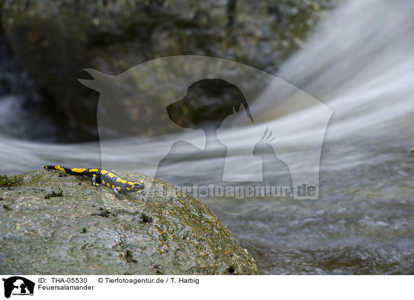 Feuersalamander / fire salamander / THA-05530