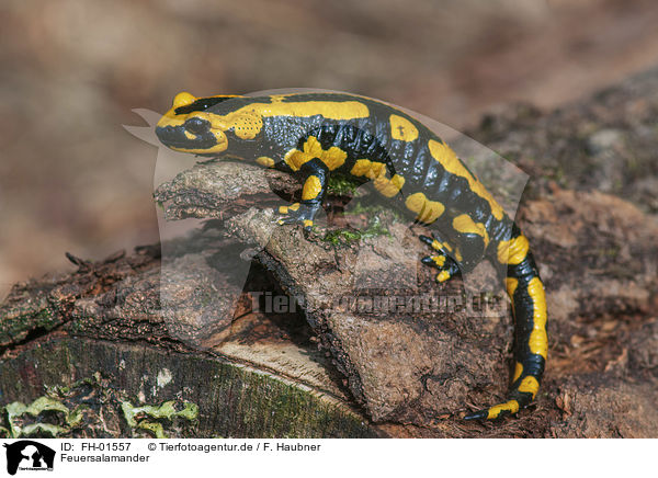 Feuersalamander / Fire Salamander / FH-01557