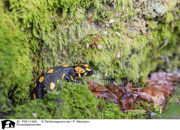 Feuersalamander / Fire Salamander / PW-11482