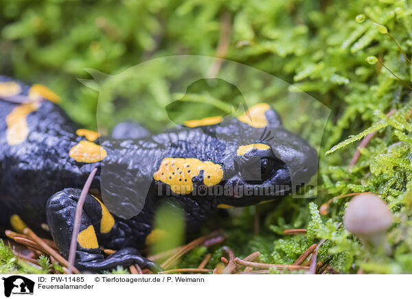 Feuersalamander / Fire Salamander / PW-11485
