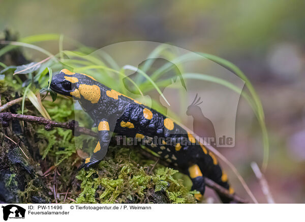 Feuersalamander / Fire Salamander / PW-11496
