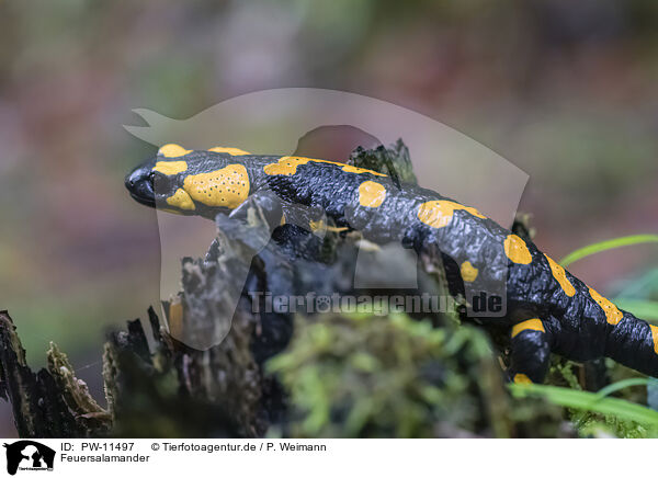 Feuersalamander / Fire Salamander / PW-11497