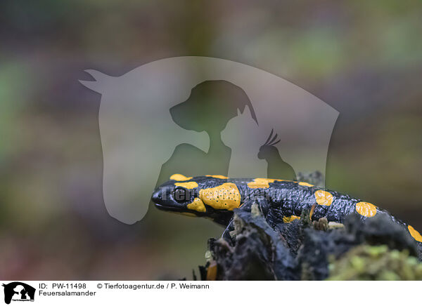 Feuersalamander / Fire Salamander / PW-11498